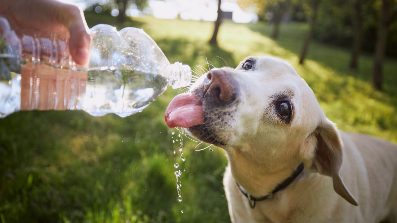 Saiba como cuidar do seu pet no calor para evitar a hipertermia