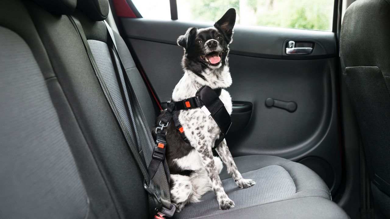 Saiba como ajudar seu pet a ter uma boa experiência durante as viagens de carro