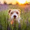 Descubra agora maneiras de refrescar seus pets em dias de alta temperatura