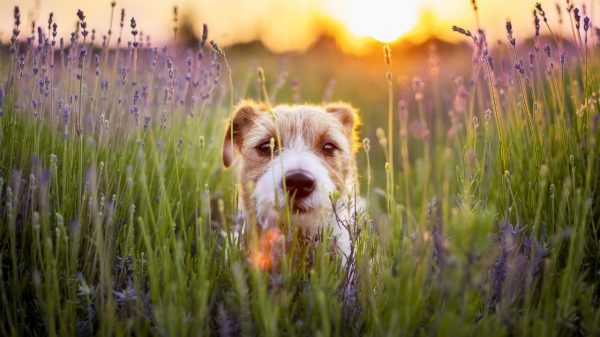 Descubra agora maneiras de refrescar seus pets em dias de alta temperatura