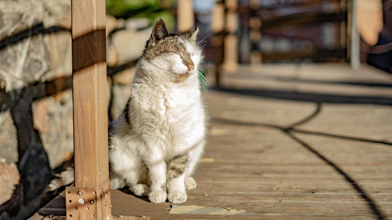 Deixe o seu pet bem mais confortável com o calor seguindo essas dicas