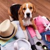 Viajar com os pets requer alguns cuidados especiais