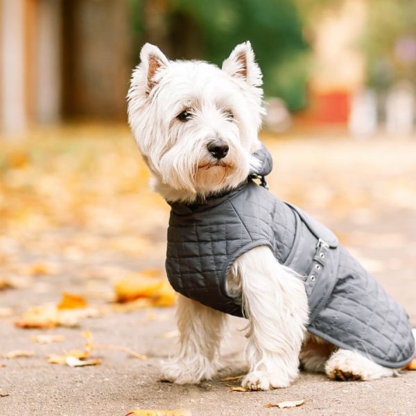 Cães com roupinhas são muito fofos, mas é preciso saber quando isso é realmente necessário