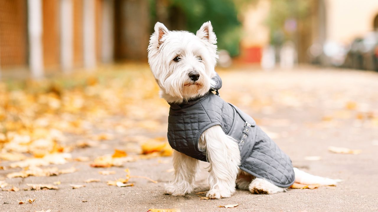 Cães com roupinhas são muito fofos, mas é preciso saber quando isso é realmente necessário