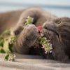 O Catnip pode até ser tabu para alguns, mas ele traz muitas vantagens para os gatos