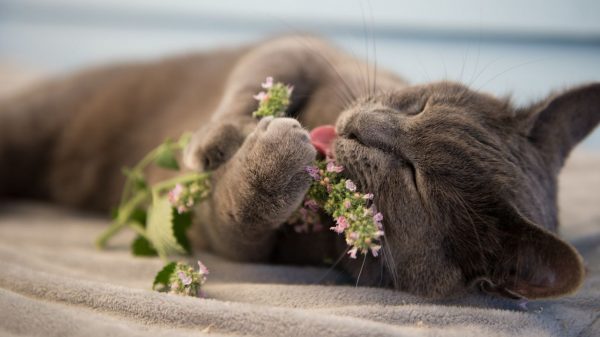 O Catnip pode até ser tabu para alguns, mas ele traz muitas vantagens para os gatos