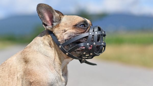 Saber quando usar a focinheira no seu cão pode ajudar a manter ele, outros animais ou pessoas a ficarem mais seguros