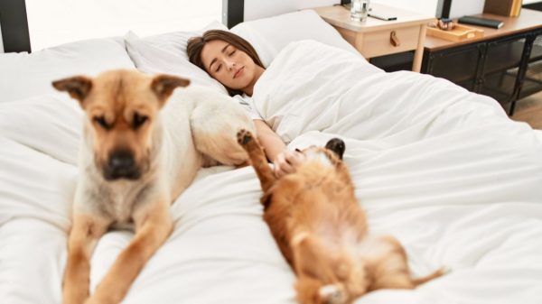 Descubra agora se pets podem dormir ou não na cama de seus tutores