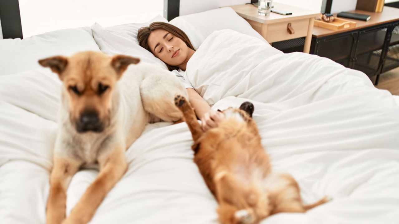 Descubra agora se pets podem dormir ou não na cama de seus tutores