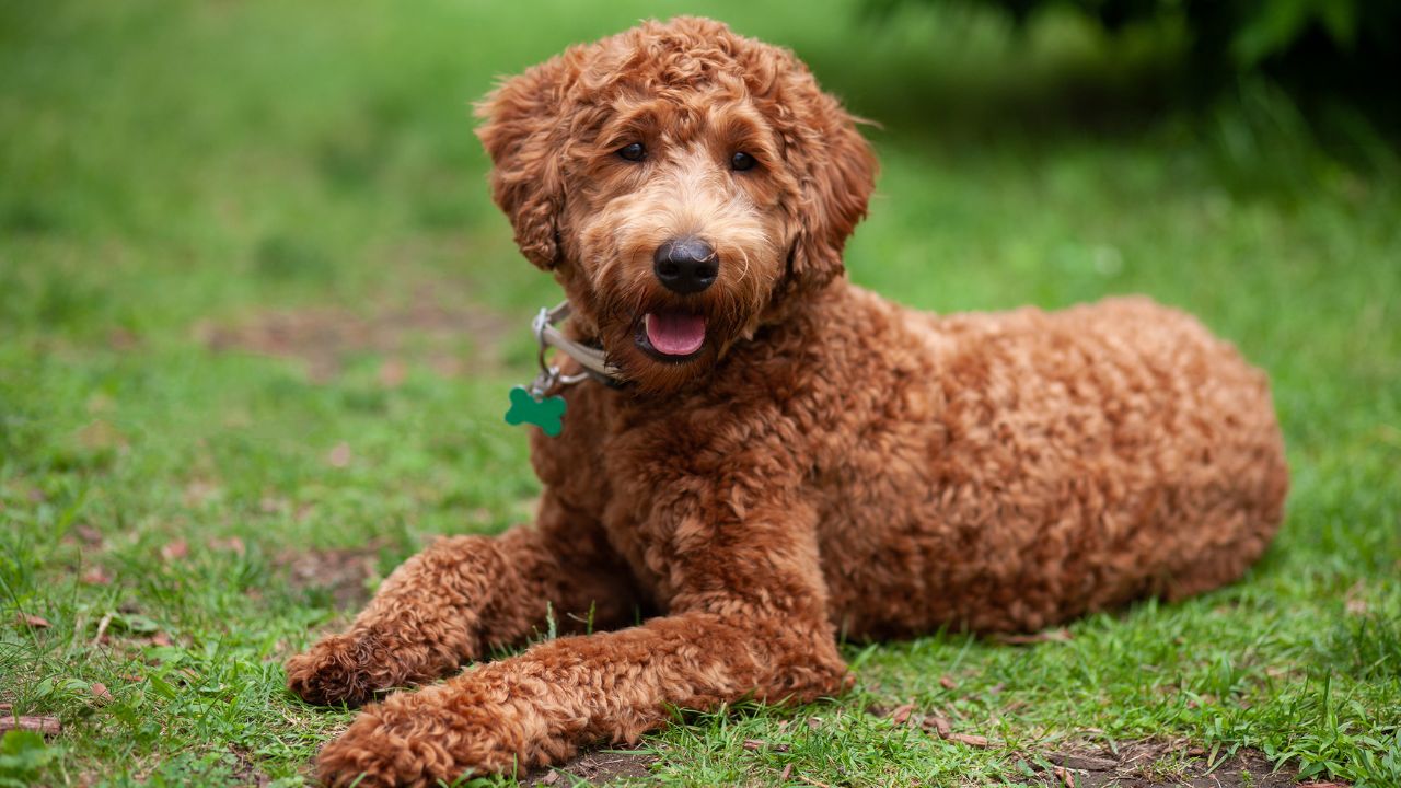 Algumas raças híbridas são tão famosas que têm o seu próprio nome, como os Labradoodles