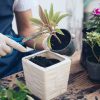 A troca de vaso das plantas é essencial para que elas cresçam bem