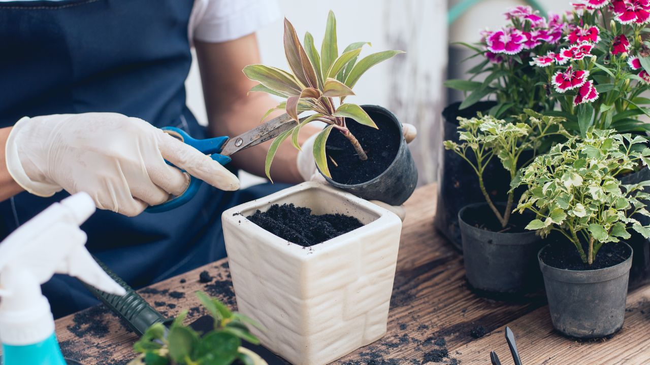 A troca de vaso das plantas é essencial para que elas cresçam bem