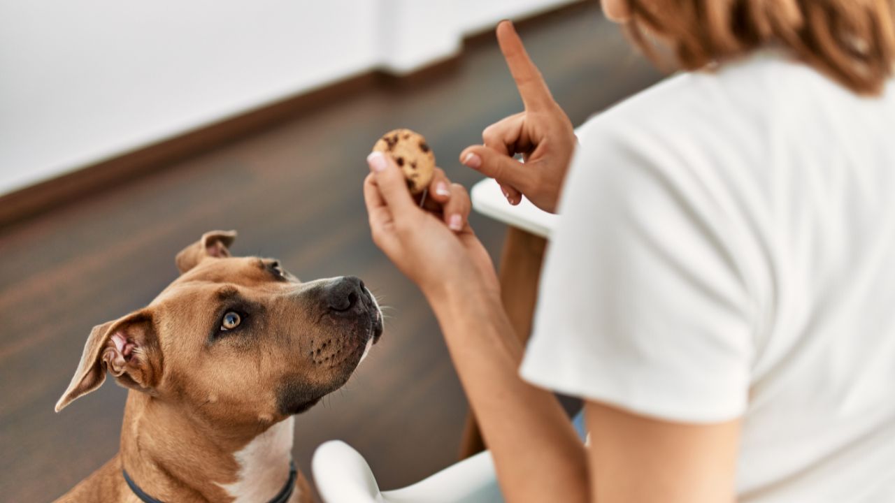 Mesmo que ele faça aquela cara de "pidão", alguns alimentos não devem ser dados aos cães