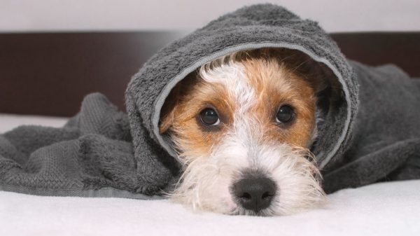 Saiba como manter seu pet higienizado no frio sem causar desconforto