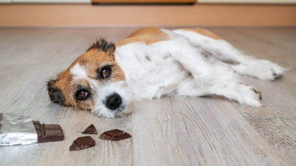 Saiba se está permitido dar chocolate para o cão