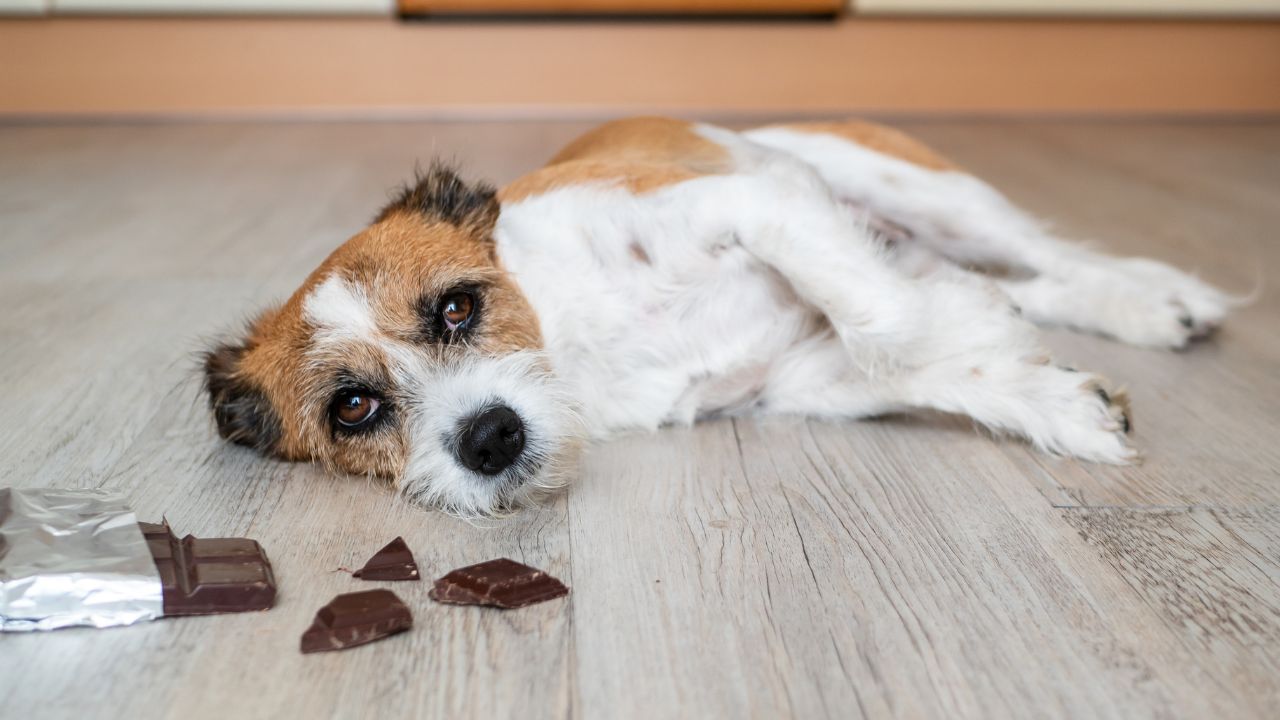 Saiba se está permitido dar chocolate para o cão