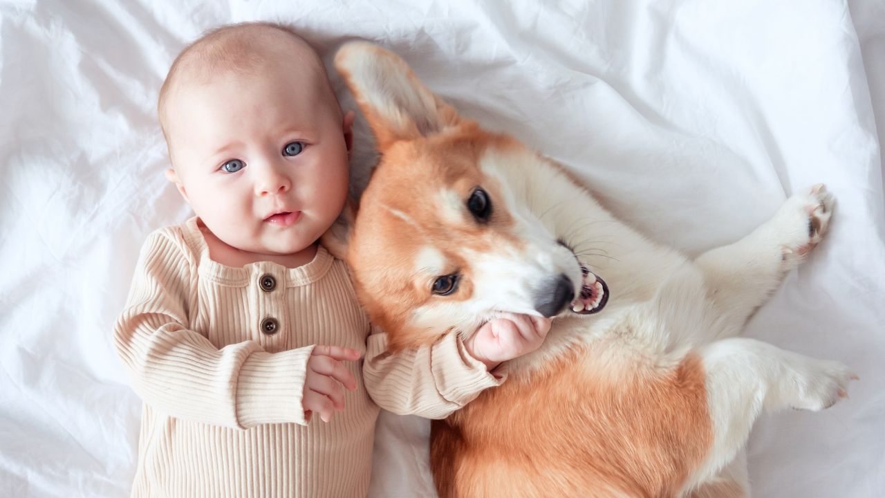 Ter uma boa relação com o novo bebê é muito bom para o pet, porém pode ser difícil se algumas atitudes não forem tomadas