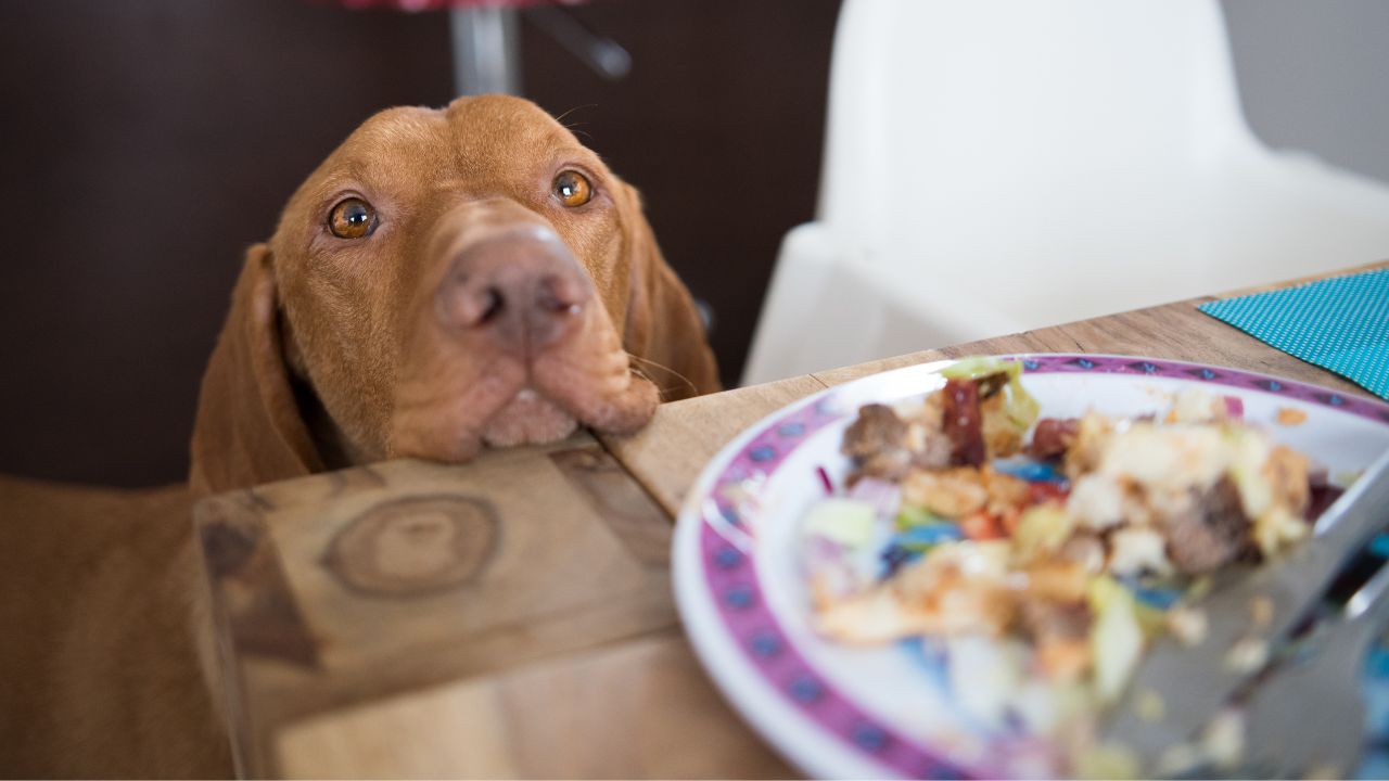 Saiba o que fazer quando o cão fizer aquele olhar de pet "pidão"