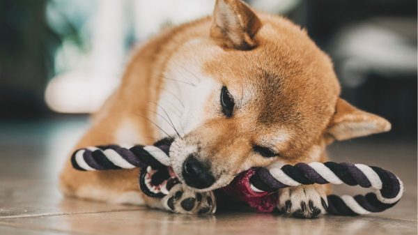 O ambiente residencial precisa ser adaptado para a chegada de novos pets