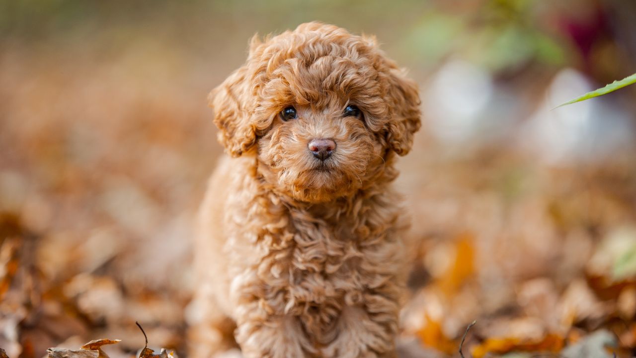 Saiba qual raça de cachorro é mais parecida com cada signo