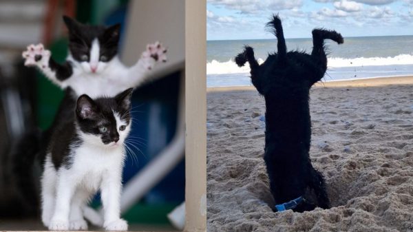 Veja as fotos hilárias de pets concorrendo a prêmio