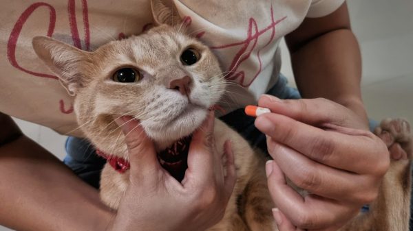 Saiba como dar o comprimido para gato da forma correta