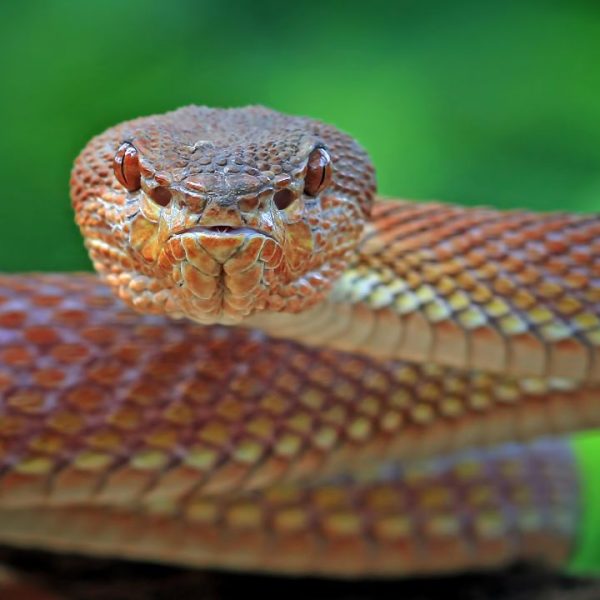 5 significados de sonhar com cobra