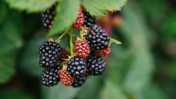 A amora é uma fruta extremamente saudável para o organismo