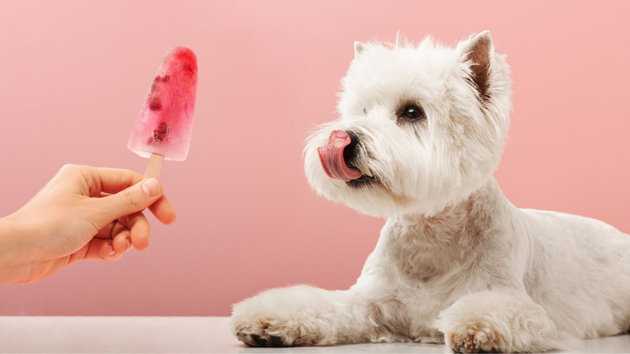 Veja como deixar seu animal mais confortável no calor