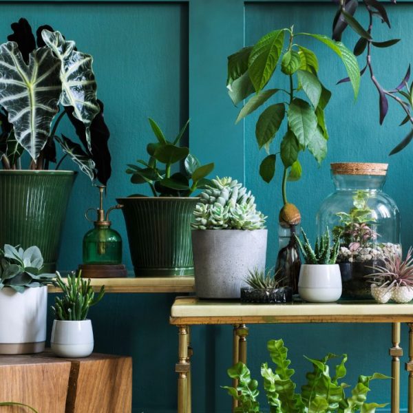 Plantas medicinais para ter em casa e usar no dia a dia