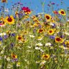 Veja como cuidar das flores típicas da primavera