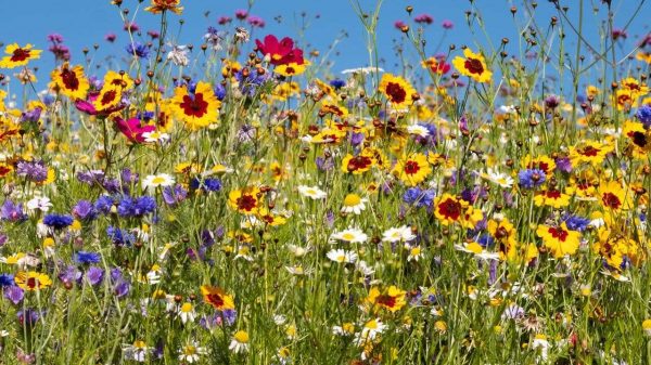 Veja como cuidar das flores típicas da primavera