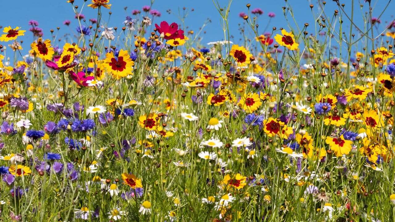 Veja como cuidar das flores típicas da primavera