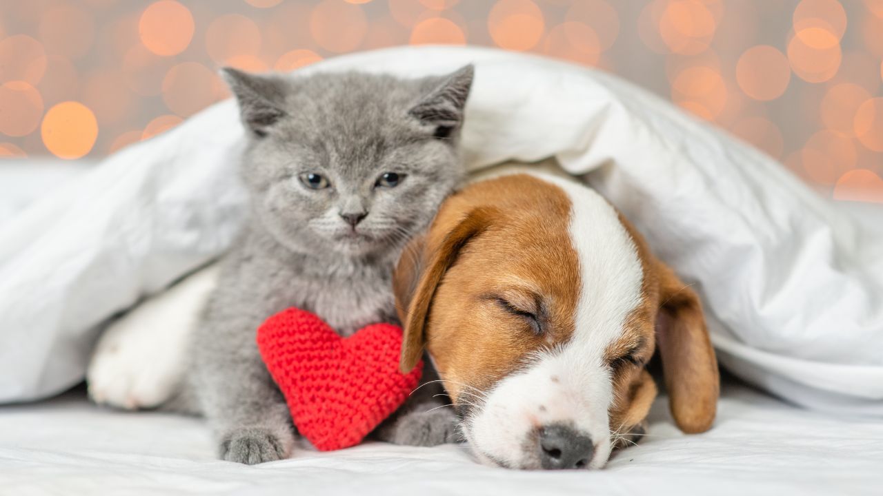 Setembro vermelho: pets também podem ter problemas cardíacos