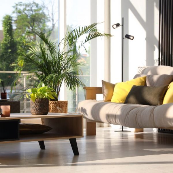 Plantas para atrair riqueza