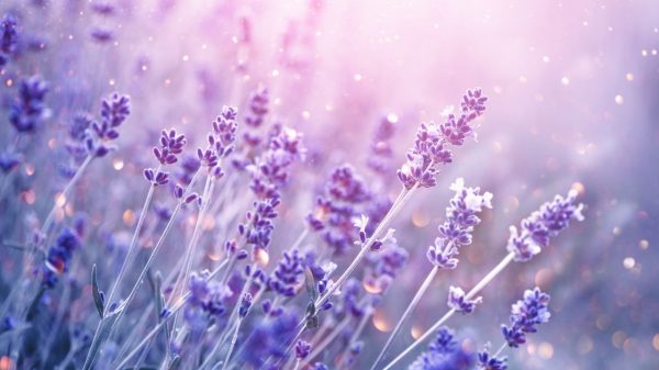 Lavanda: conheça os benefícios e como cultivar em casa