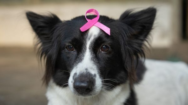 Outubro rosa: câncer de mama também acomete cães e gatos