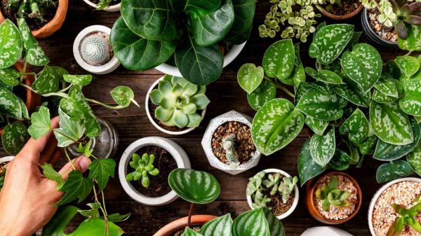 Plantas que atraem proteção: veja quais não podem faltar em casa