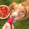 Entenda quais frutas pode oferecer para os cães