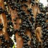 A jabuticaba entrou em lista de melhores frutas do mundo