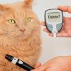 Pets também podem ter diabetes