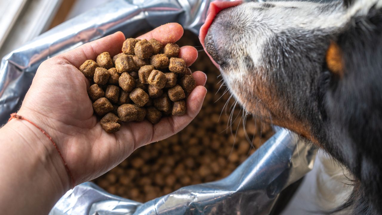 A ração avulsa pode trazer problemas de saúde para seu pet