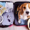 Férias: dicas para viajar com o pet de forma segura