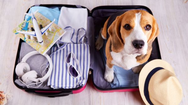 Férias: dicas para viajar com o pet de forma segura