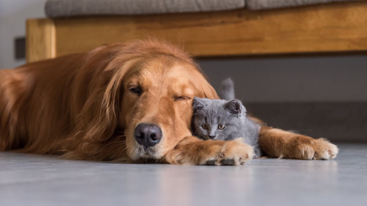 Veterinária orienta como deixar os bichinhos mais confortáveis dentro e fora de casa durante a estação mais quente do ano