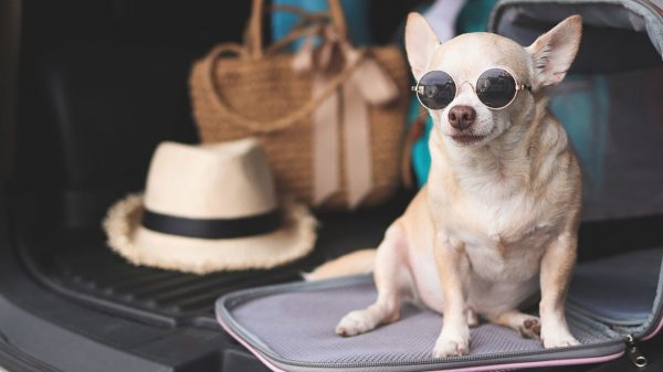 Algumas medidas são essenciais para viajar com o pet e mantê-lo seguro e confortável durante o trajeto da viagem