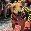 Sempre se atente a esses cuidados antes de levar seus pets no Carnaval