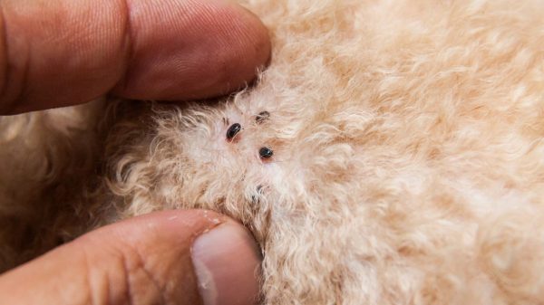 Descubra como prevenir as doenças parasitárias em pets