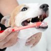 Pets precisam ir ao dentista? Descubra