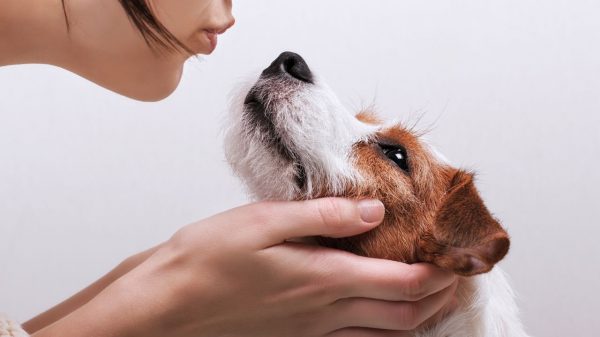 Tem o hábito de beijar o pet? Saiba se isso é um problema